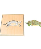 tortoise