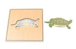 tortoise