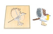 bird