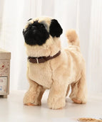 Pug