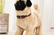Pug