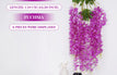 Fuchsia / 1 pc