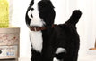 Sheepdog